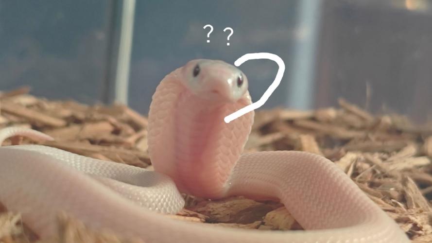 关帝灵签62签求姻缘感情是否会回暖(关帝灵签62签求姻缘感情冷淡怎么办) 关帝灵签62签求姻缘感情是否会回暖(关帝灵签62签求姻缘感情冷淡怎么办)