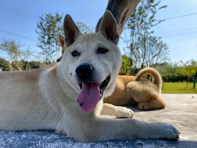 Ӱ칤͵ѡ뷢չ(Ƿʾְչսͻ)