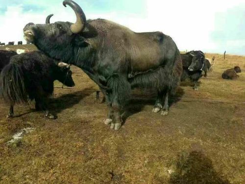 ֣���������� ֣����������������ʲô