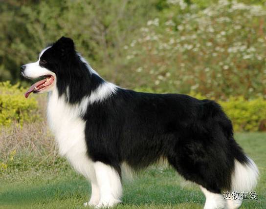 ƴɽǩԸ޹֧Ǩ˼(ƴɽǩԸ