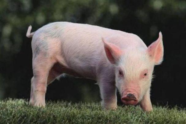 ��˾��������������������ϵ�����ȶ���(��˾����������Ƿ��Ӱ��������ϵ�ȶ���)