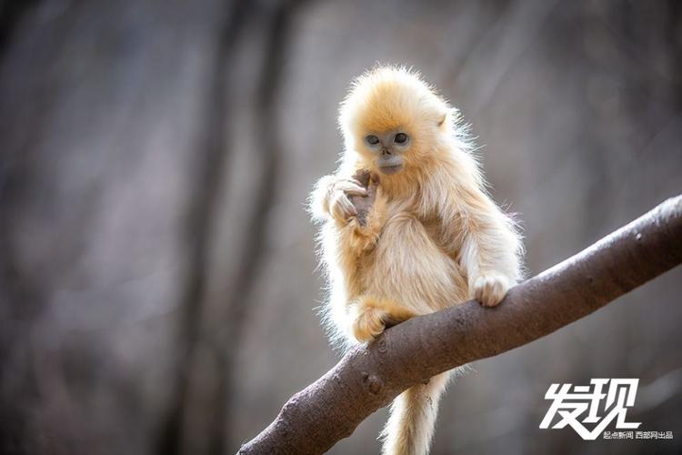 梦中所售车辆如愿以偿,成功交易一辆爱车 梦中所售车辆如愿以偿,成功交易一辆爱车