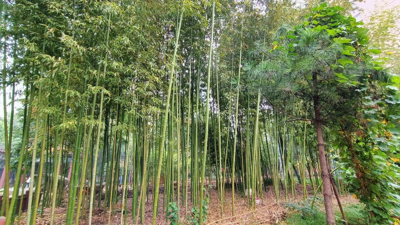 孩子生辰八字配对,丙辰遇见庚寅,这对组合有什么命理隐患? 孩子生辰八字配对,丙辰遇见庚寅,这对组合有什么命理隐患?