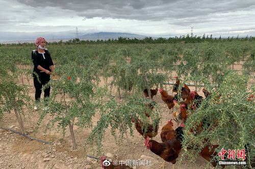 Ԣ�������ʢ�������Ź�˾�������2025�����°�