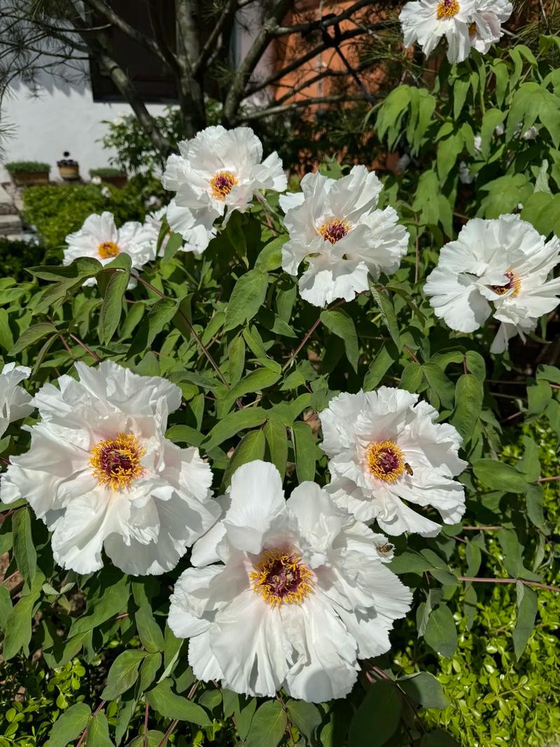 小叶檀木风水摆放禁忌大全家里养小叶紫檀树风水好吗 小叶檀木风水摆放禁忌大全家里养小叶紫檀树风水好吗