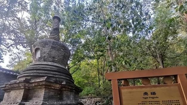 生日花语十一月 生日花语十一月