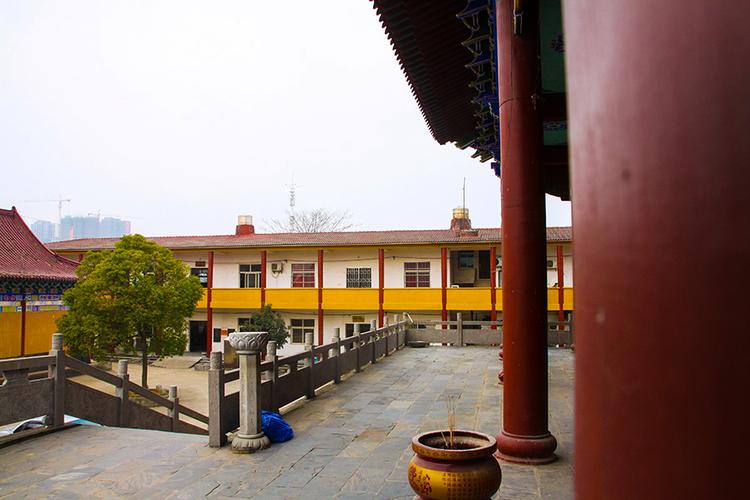 玉树的寓意和象征风水禁忌(玉树放在家里吉祥吗 ) 玉树的寓意和象征风水禁忌(玉树放在家里吉祥吗 )