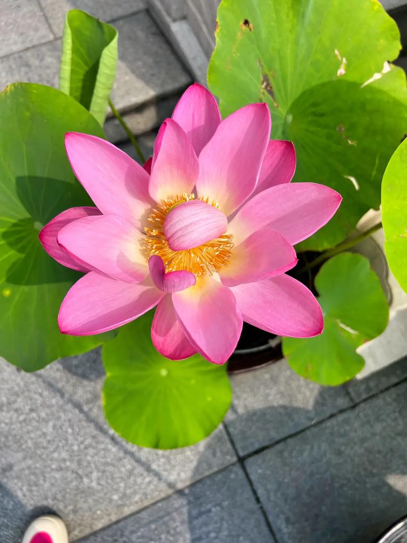 ������δ���� ������δ������ô�ƺ�